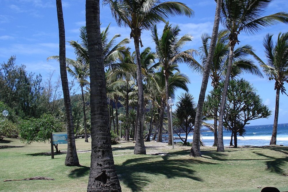 Palm trees at Grand Anse beach