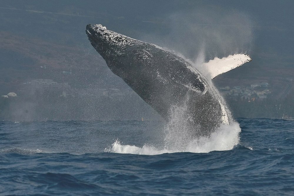 Whale Watching
