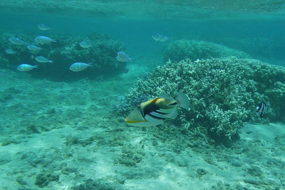 Lagoon Snorkelling