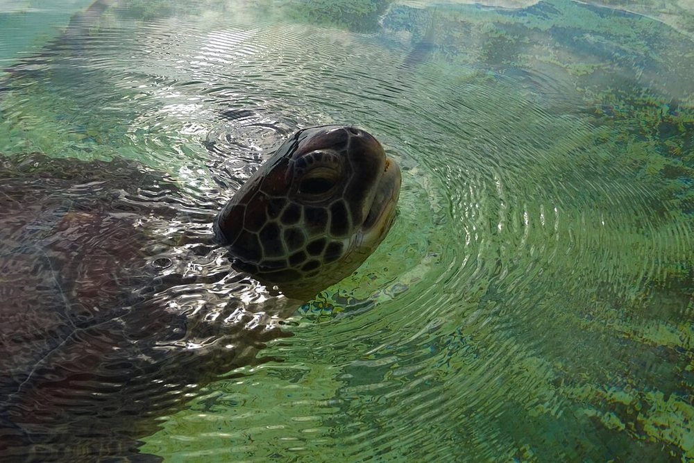 Kélonia Turtle Centre