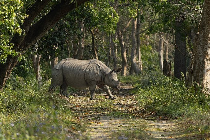 Shillong & Kaziranga