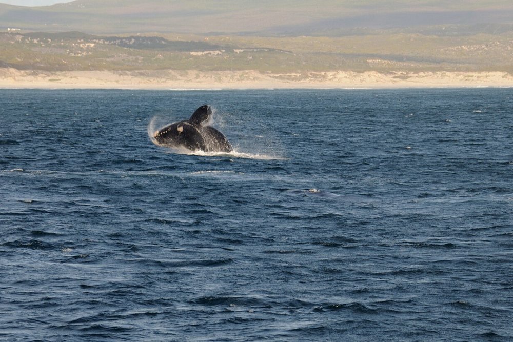 Whale Watching in Hermanus