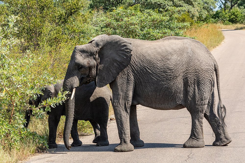 Elephant and calf in Kruger National Park