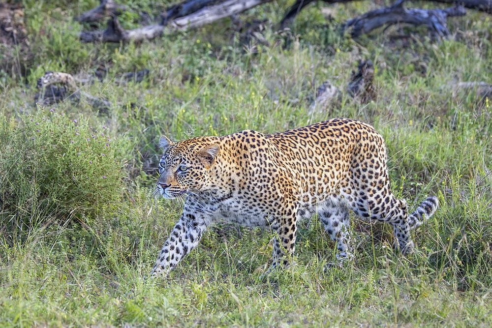 Leopard in Kruger National Park