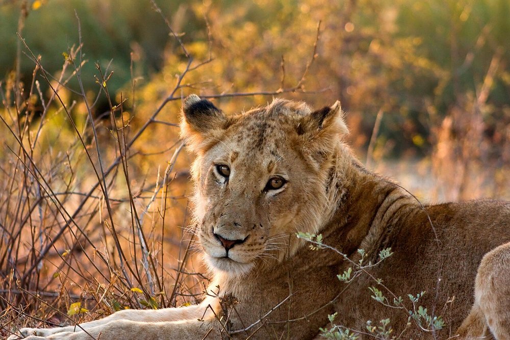 Lioness in Kruger National Park