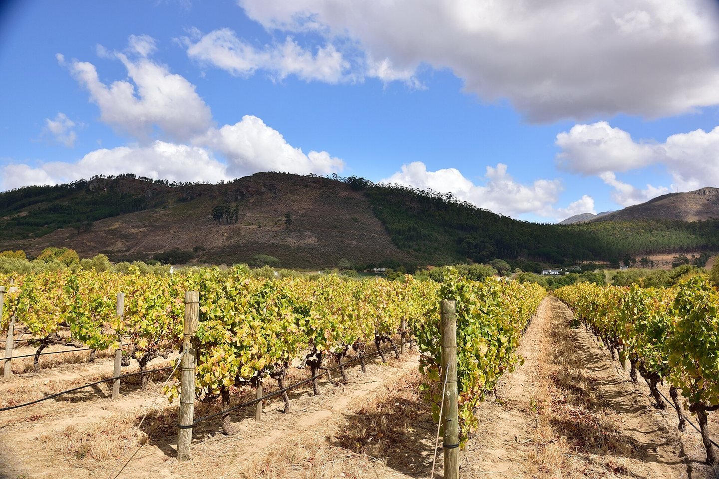 Vineyards in Franschhoek